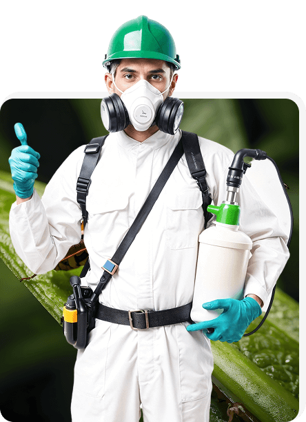 Puces de Lit Traitement &agrave; Paris