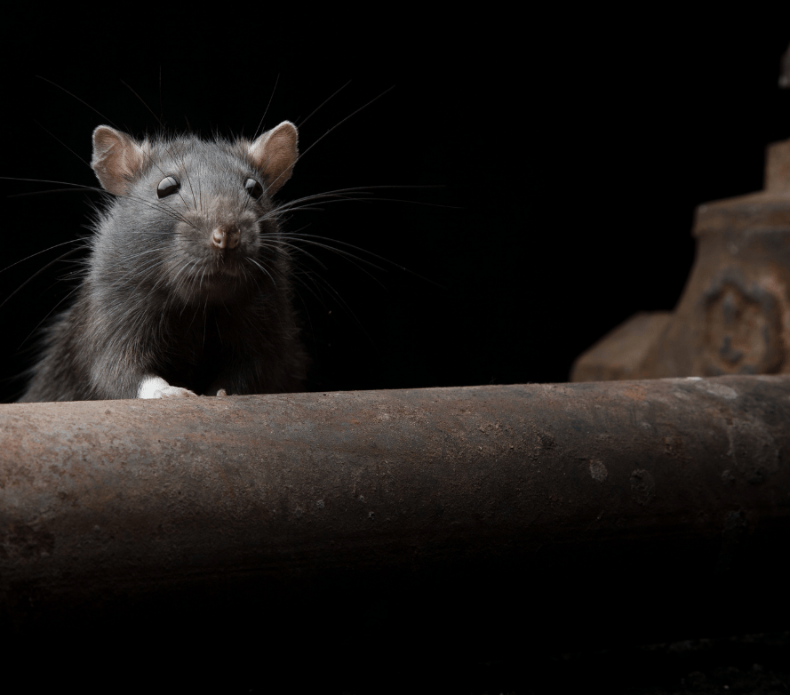 Dératisation à Paris