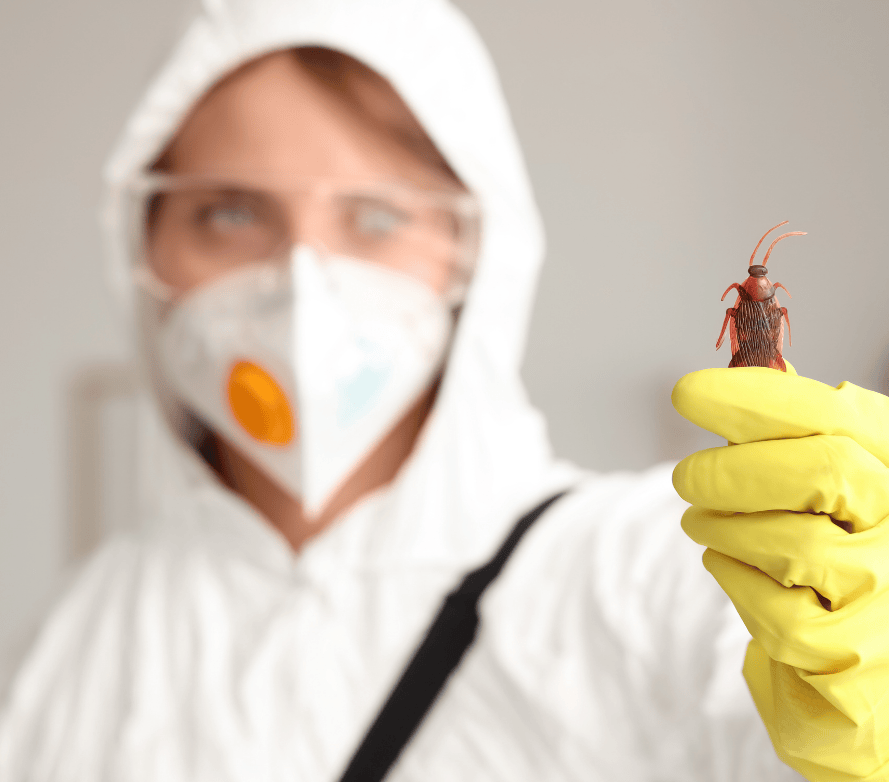 Puces de Lit Traitement à Paris